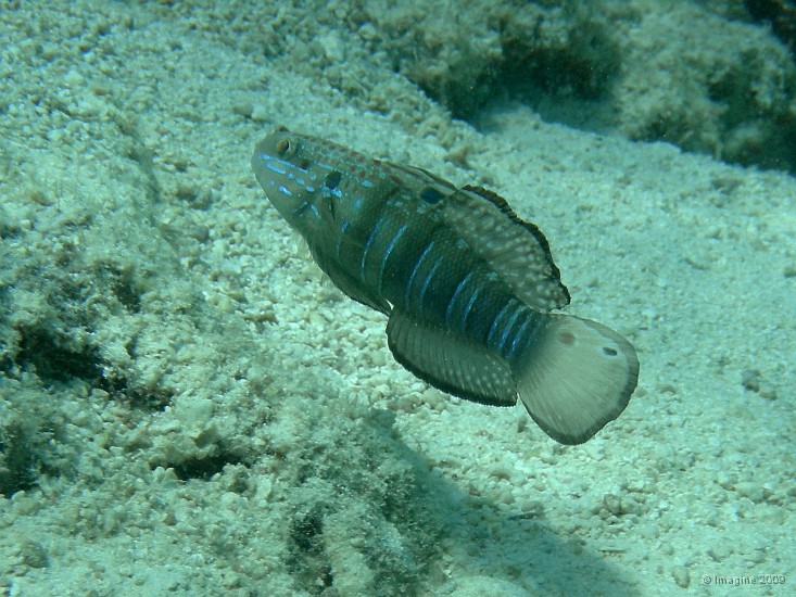 149- Gobie a bandes.JPG